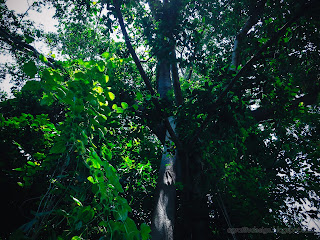 Wild Big Tree Branches And Leaves In The Park At Tangguwisia Village, North Bali, Indonesia