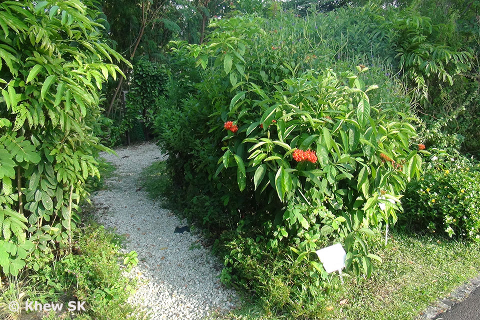 Butterflies of Singapore Butterfly Photography at Our Local Parks