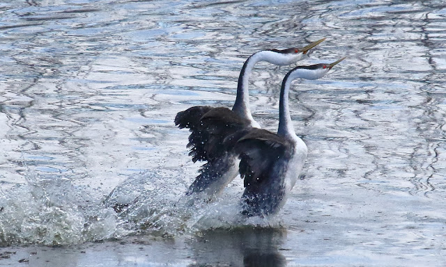 Courtship dance of Western Grebe Courtship dance of Western Grebe