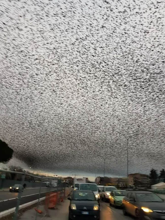 The Rarest Things We Have Ever Seen Captured In 17 Mind-Blowing Pictures - 'Hundreds of thousands of starlings migrating across the region covered the skies of Rome.'
