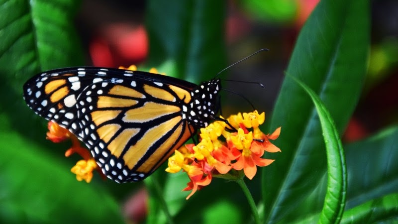 3rd Butterfly
