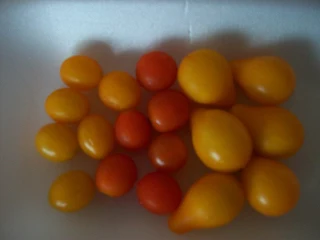 tomates cherry, amarillos y rojos