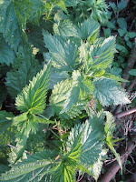 Urzica, beneficii si conntraindicatii