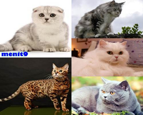 http://menit9.blogspot.com/2016/08/10-jenis-kucing-paling-mahal-di-dunia.html