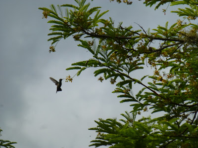 Birding in Nicaragua Birding Nicaragua