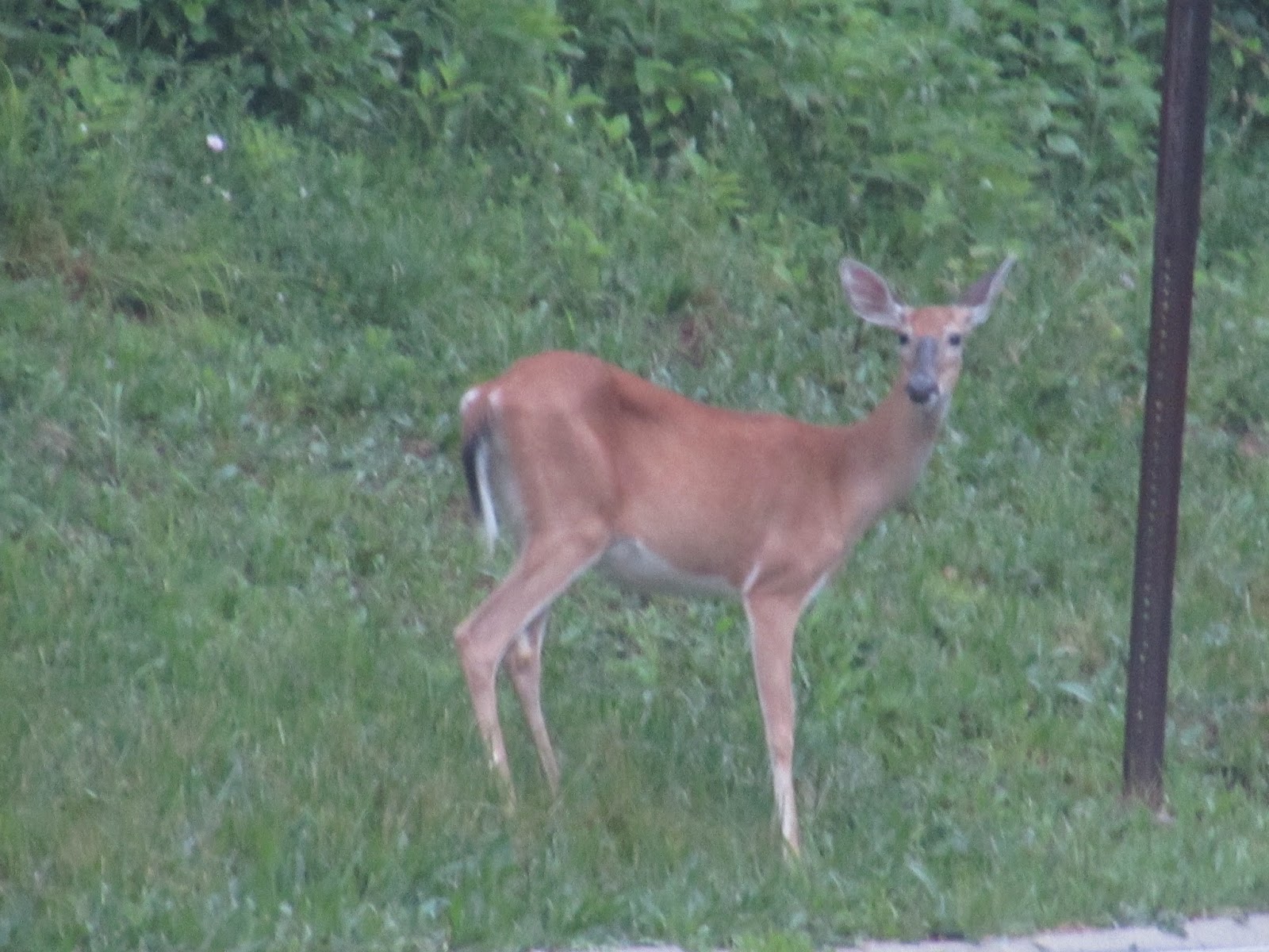 South Park Game Preserve, Allegheny County Interesting Pennsylvania