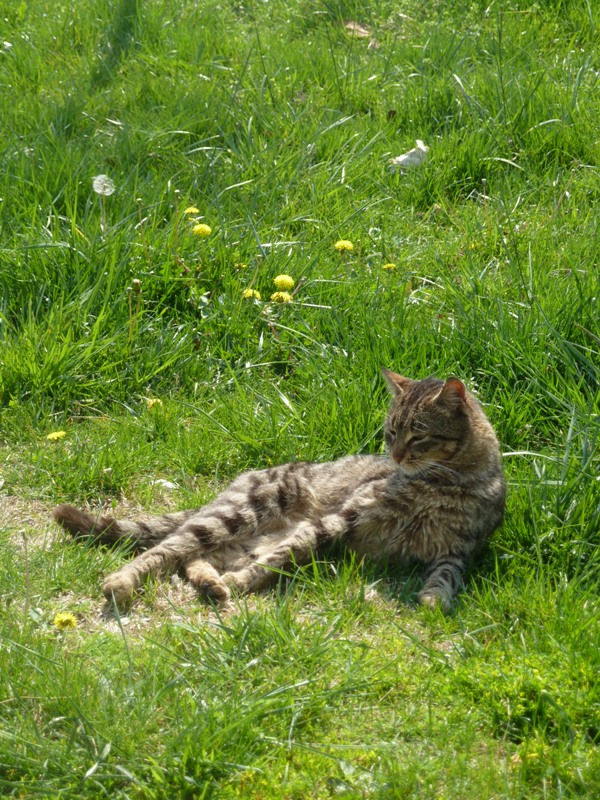 Çocuklarla geziyoruz: Heybeliada'da Ne Eksik? Çocuk Taşıma Aparatlı