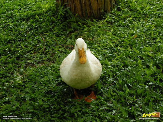 A Duck in Namdroling Nyingmapa Monastery, Bylakuppe, Mysore district, Karnataka