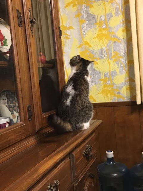 кот что-то увидел в углу