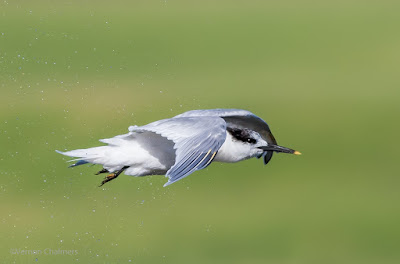 Canon EOS 7D Mark III Wish List for Birds in Flight Photography / Image Copyright: Vernon Chalmers Cape Town