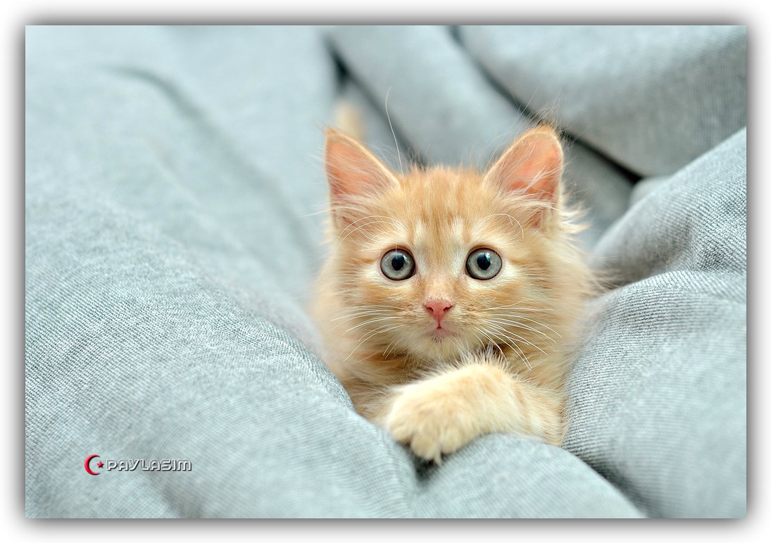 Включи какие то котики