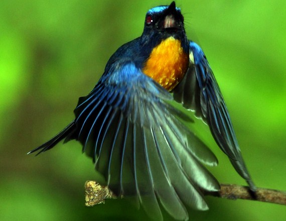 2 Tips Akurat Memilih Burung Tledekan Gunung Yang Bagus Kicau Mania