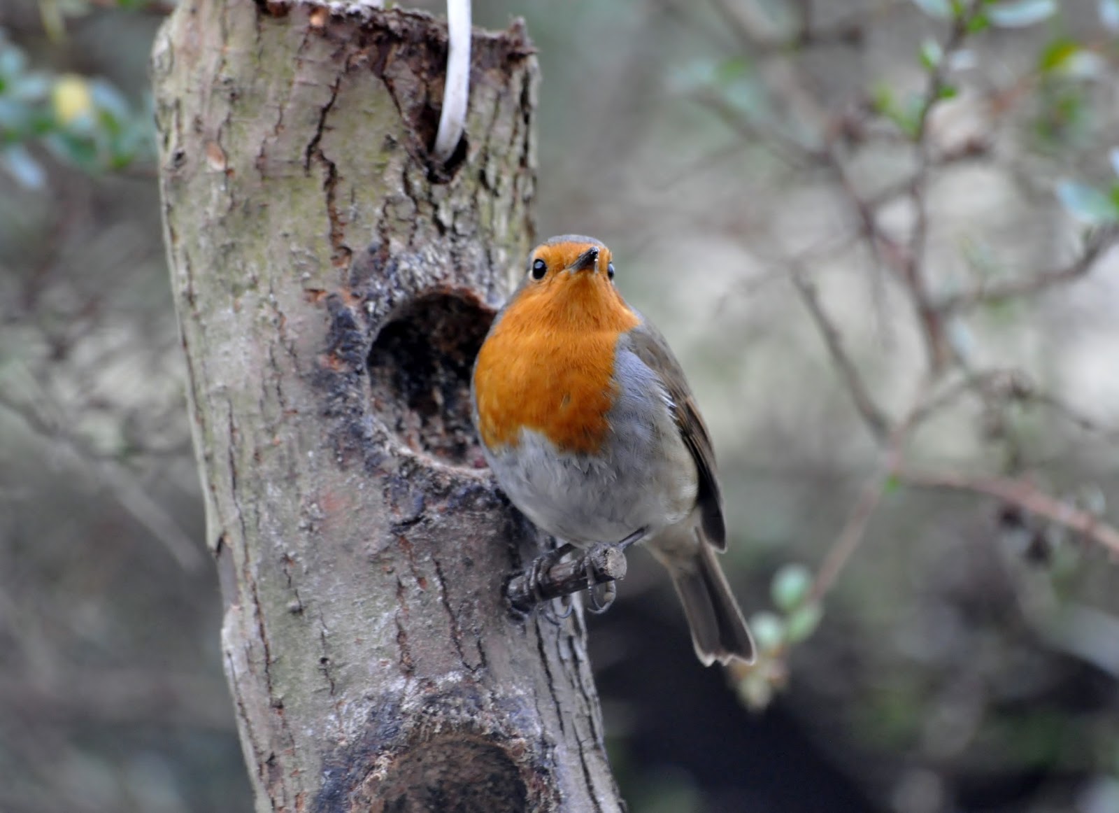 rambles with a camera Robin keeps me amused