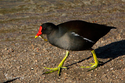 Durante la excursión vimos varias gallinetas comunes (Gallinula chloropus). Su pico rojo, con el característico escudete y sus extravagantes patas amarillas, le da un aspecto muy exótico, pero se trata de un ave natural de este tipo de ecosistemas. Antes de que se abrieran las compuertas no se podían ver puesto que necesitan de aguas con vegetación y orillas.