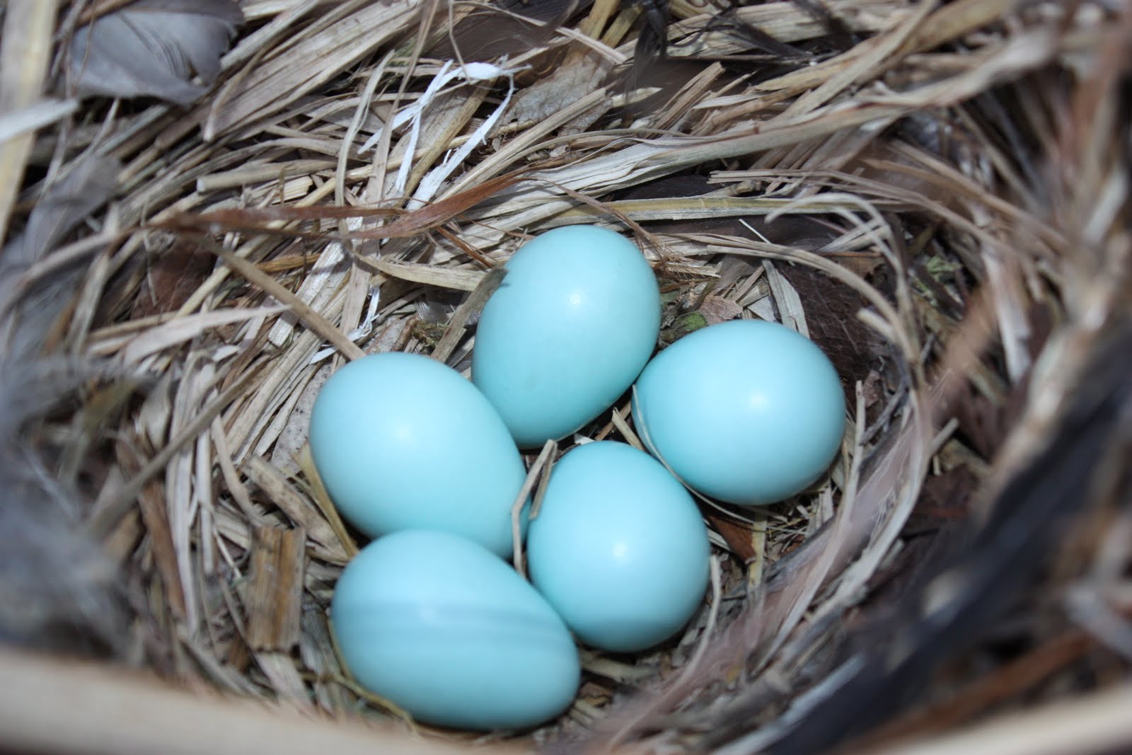 All About Us Little blue eggs