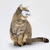 Isobar and Pet Virtual Reality Research (PVRR) launches Cat VR device