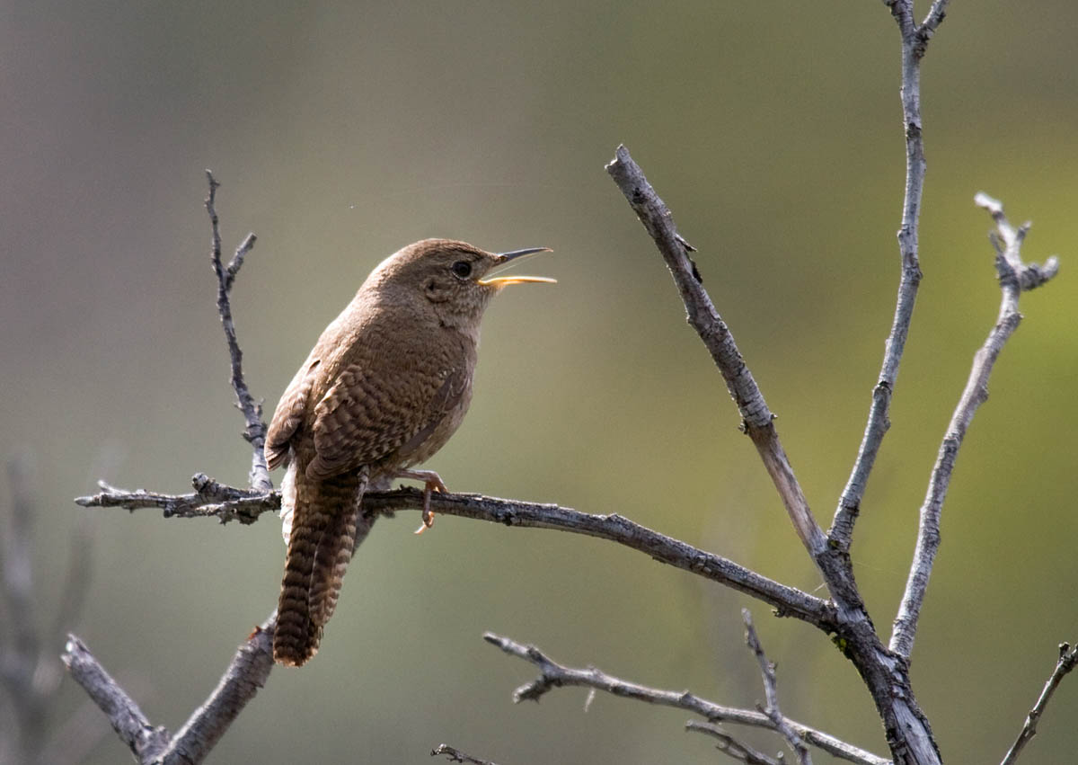 house wren at dixon lake greg in san diego house wren at dixon lake greg in san diego