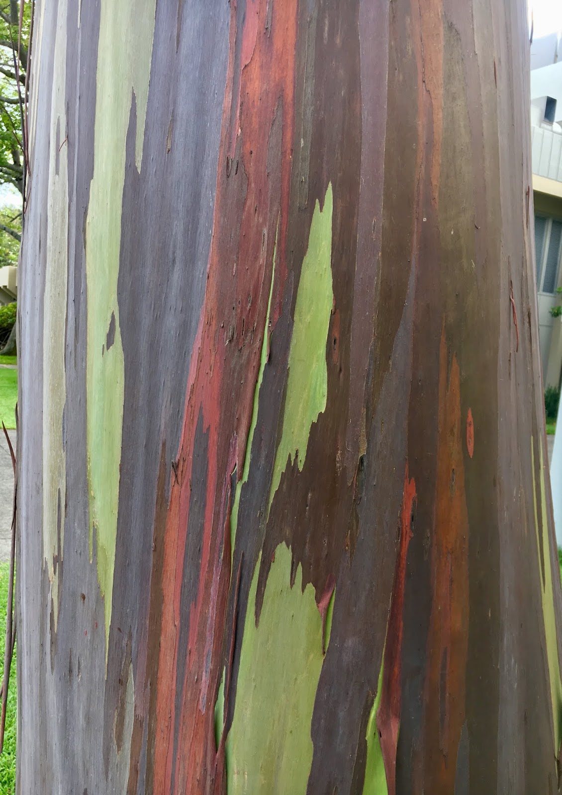 Eucalyptus deglupta (Mindanao Gum)