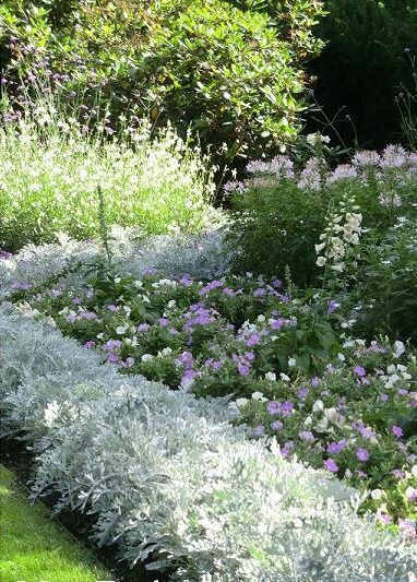 Cineraria marítima Varios ejemplares dispuestas en un cantero de un parque