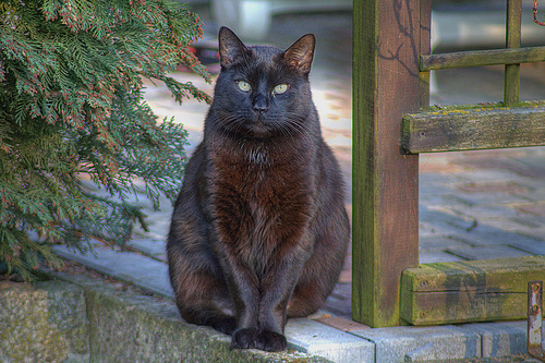 All Wallpapers: Fat Black Cats