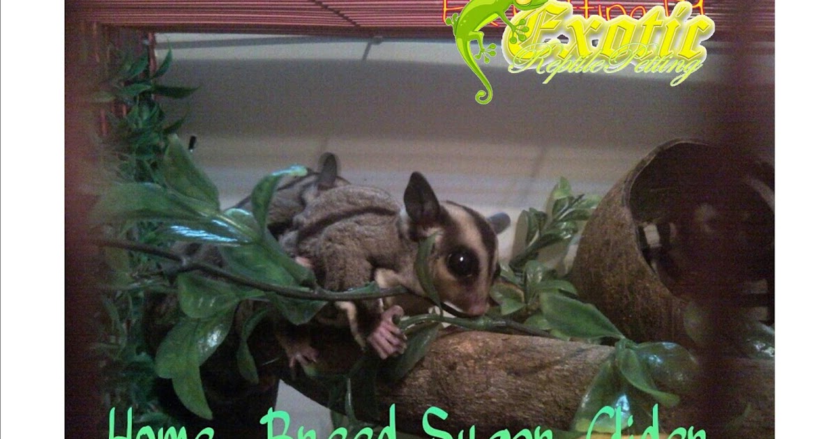 Exotic Reptile Petting Exotic Reptile Petting