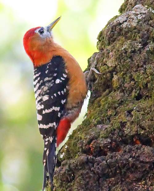 Indian birds - Photo of Rufous-bellied woodpecker - Dendrocopos hyperythrus