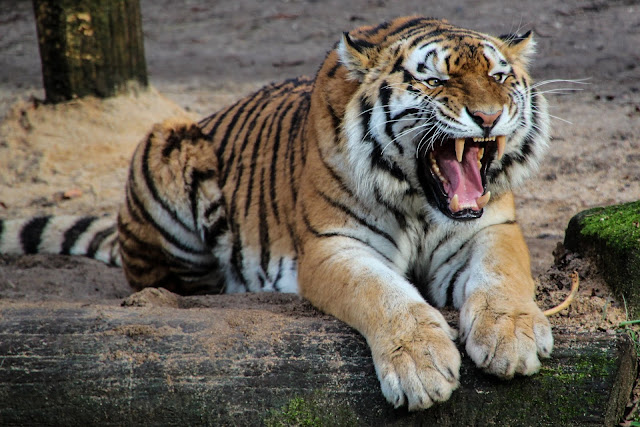 Tiger Roaring On The Animals Wildlife Tiger Roaring On The Animals Wildlife