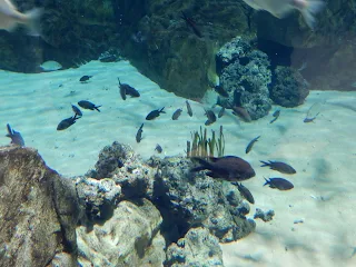 リヴォルノ水族館の魚