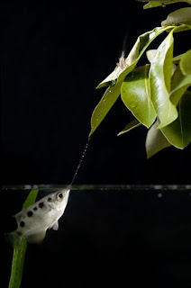 Ikan Pemanah (Archer Fish)