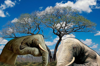 Gambar Cicak Ding Ding Ding