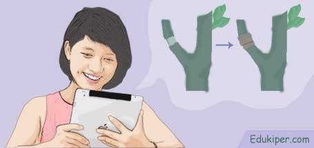 Reproduksi Vegetatif Alami dan Vegetatif Secara Buatan Pada Tumbuhan Ilustrasi
