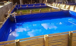 Business plan ikan keli 07 image