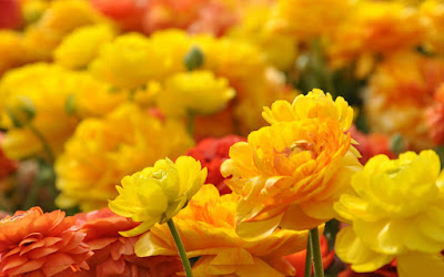 Bangladeshi Beautiful Flowers