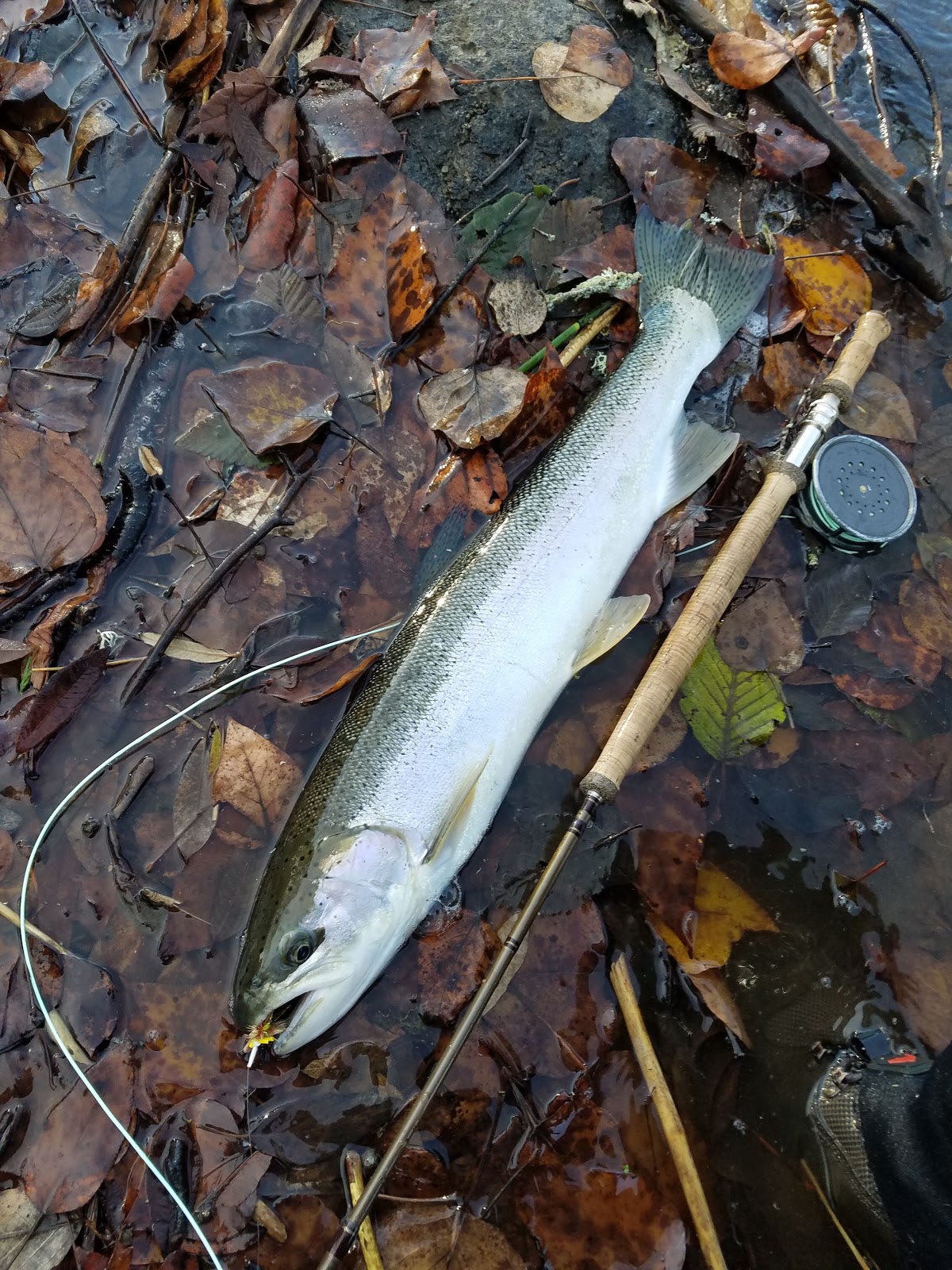 DRY LINE STEELHEAD OREGON Dry Fly Winter Steelhead