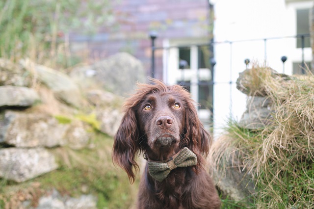 Pembrokeshire dog friendly cottages 