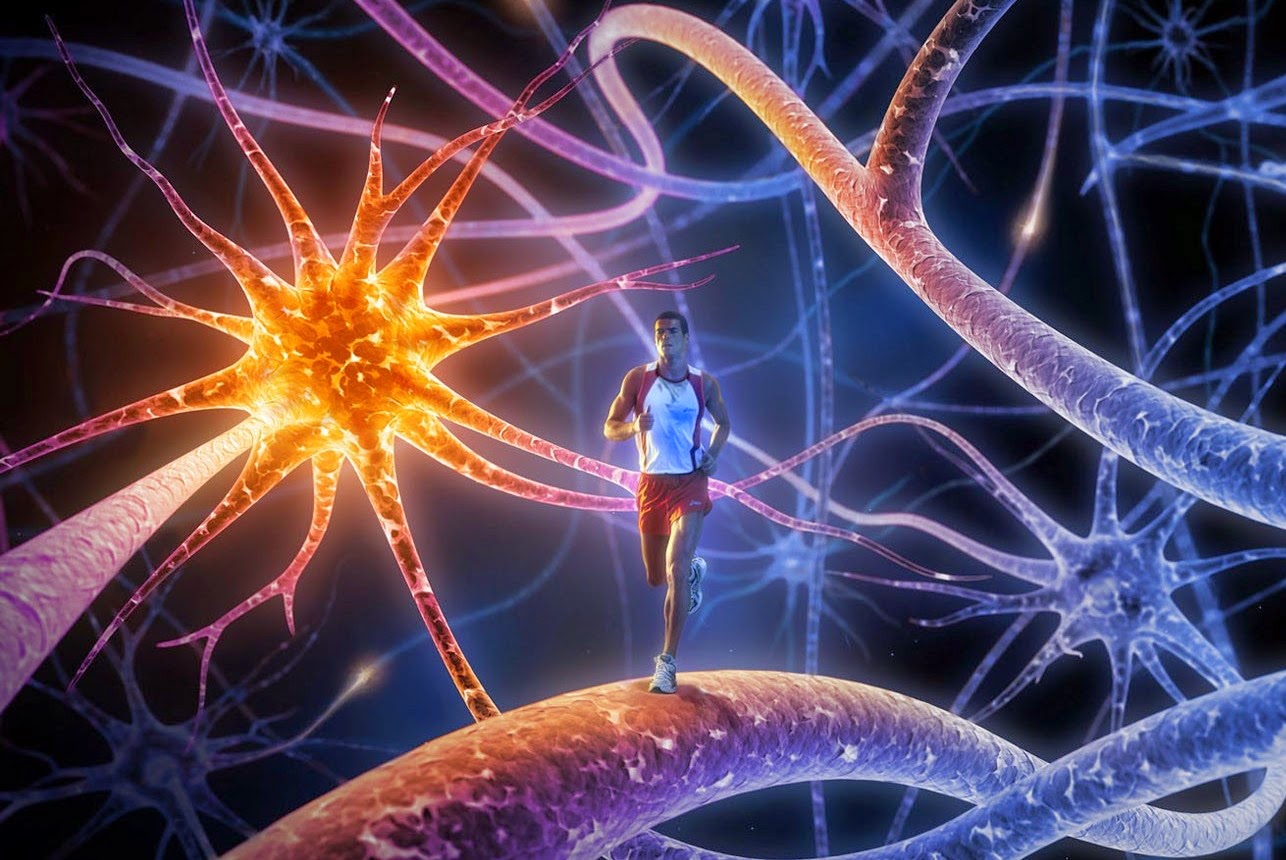 Neurons and Exercise