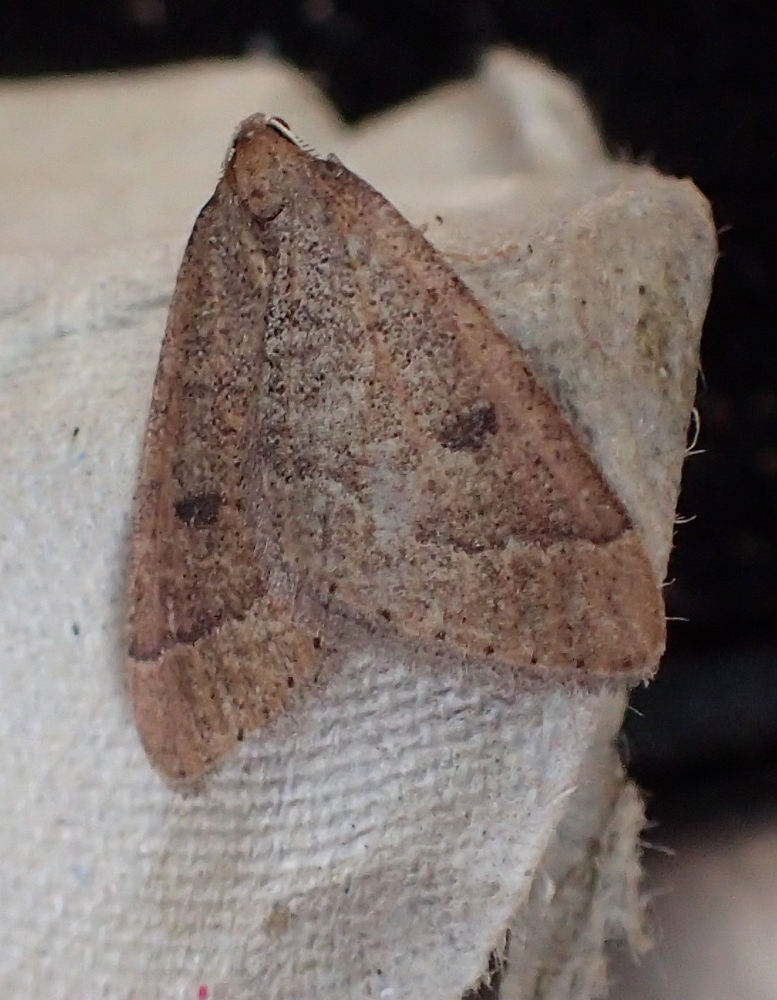 Ceredigion Moths Water Carpet at Coed Maidie