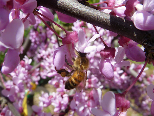 Bee on redbud flower