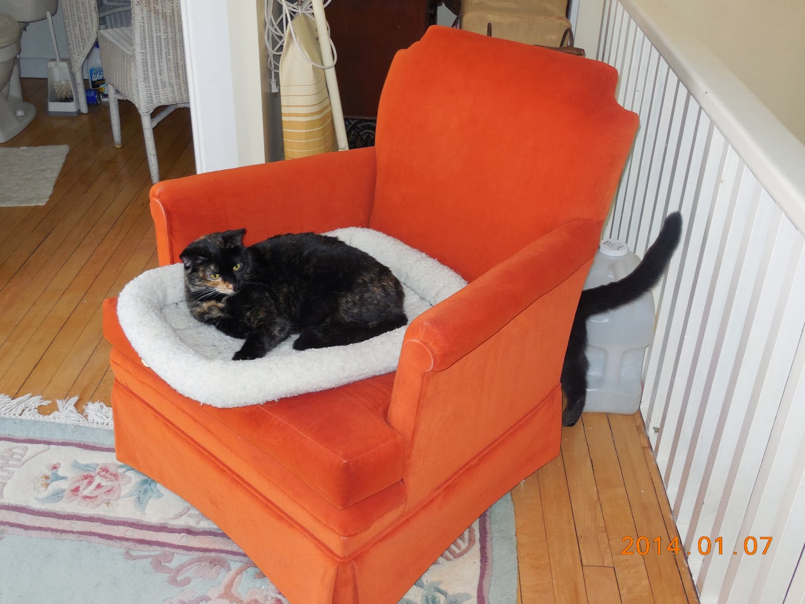 DRENNAN BLOG Upstairs Downstairs Cat Commentary