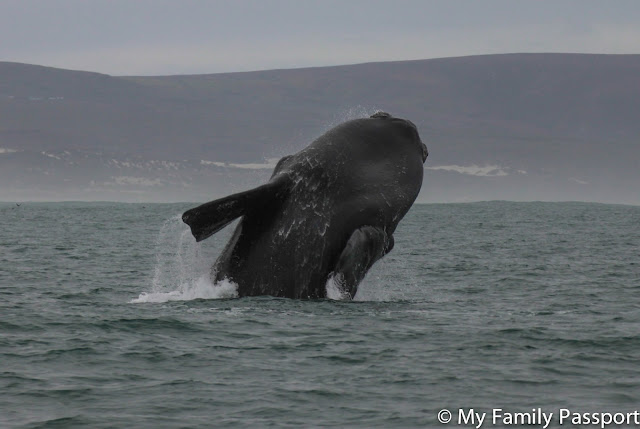 ballenas sudafrica