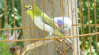 pleci jawara pleci jawara