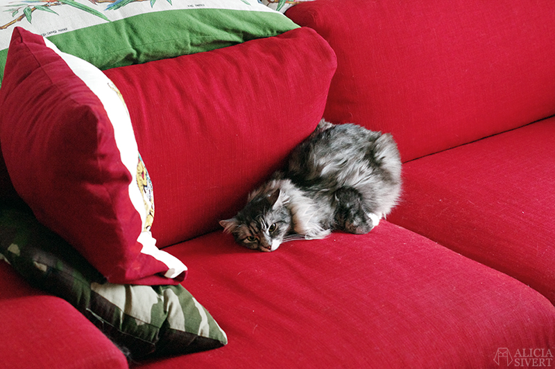 Katten Vifslan, foto av Alicia Sivertsson.