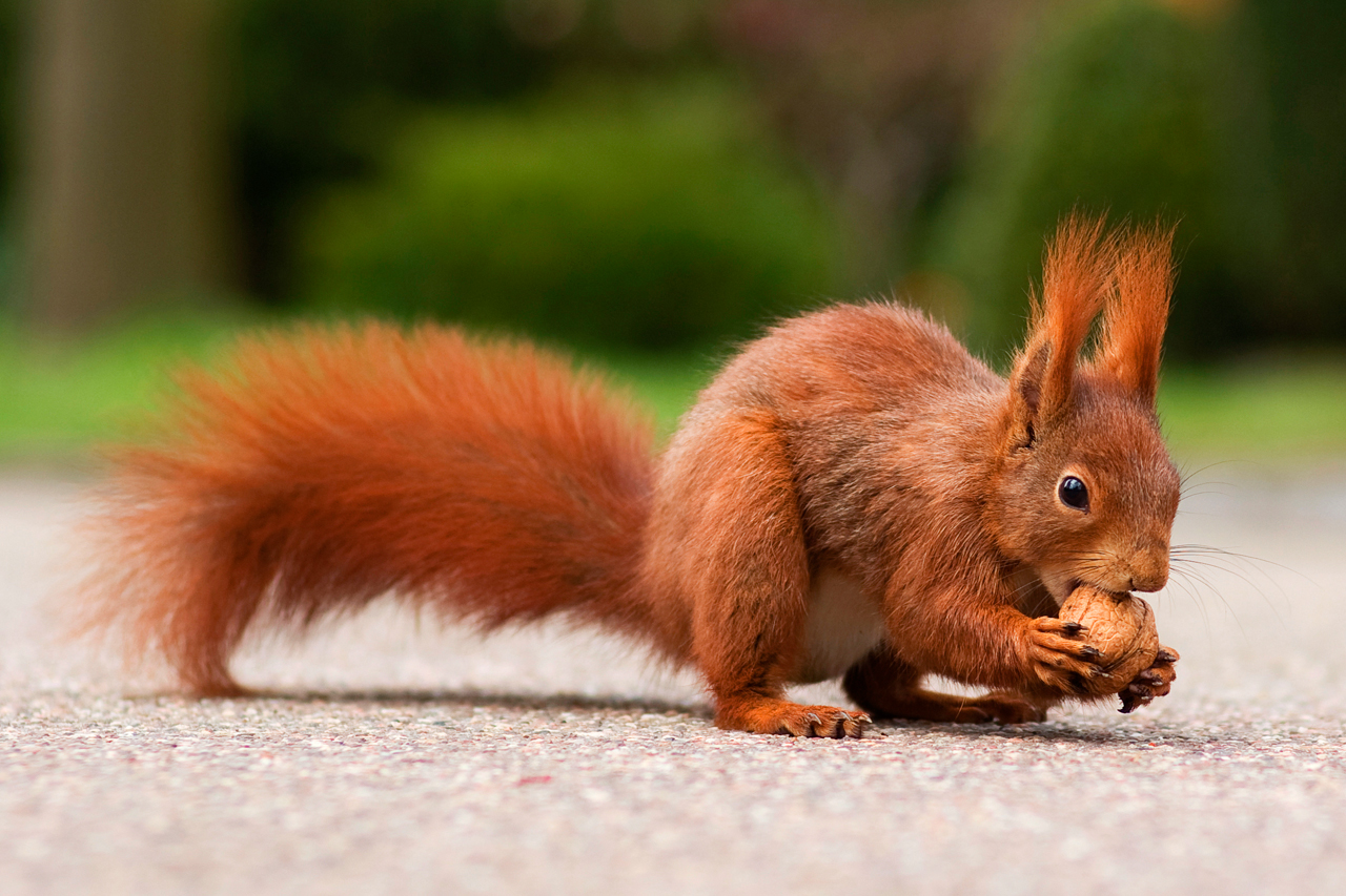Eichhörnchen Bilder Tiere fotografieren leicht gemacht Fotografie