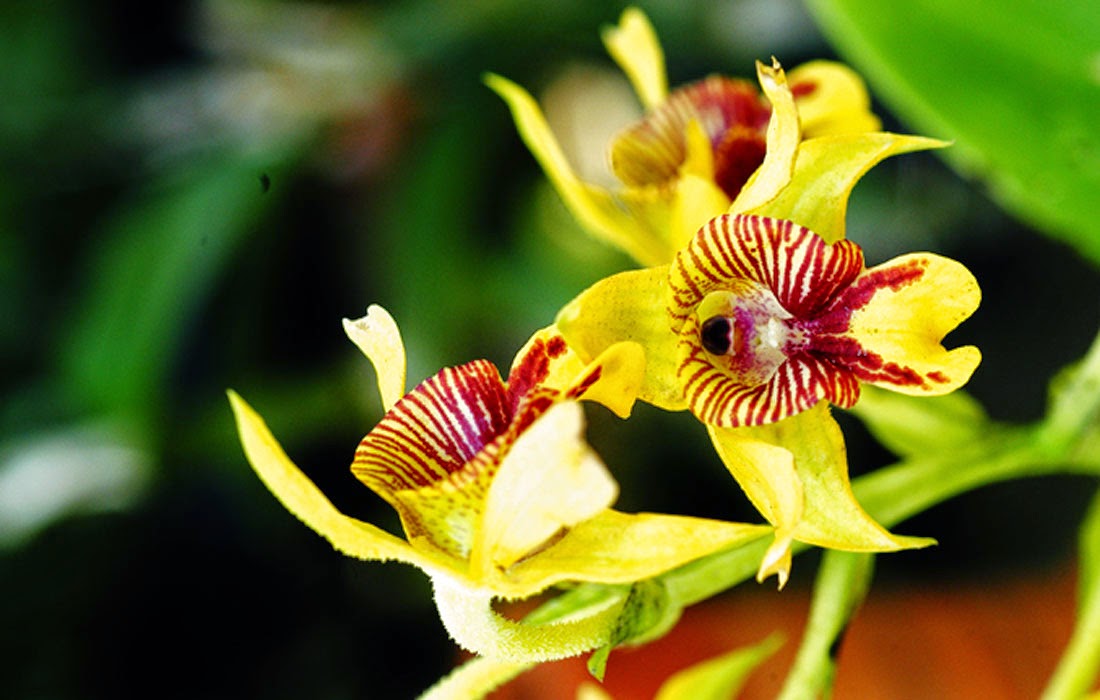  Anggrek  Orchidaceae Depot Bibit Unggul