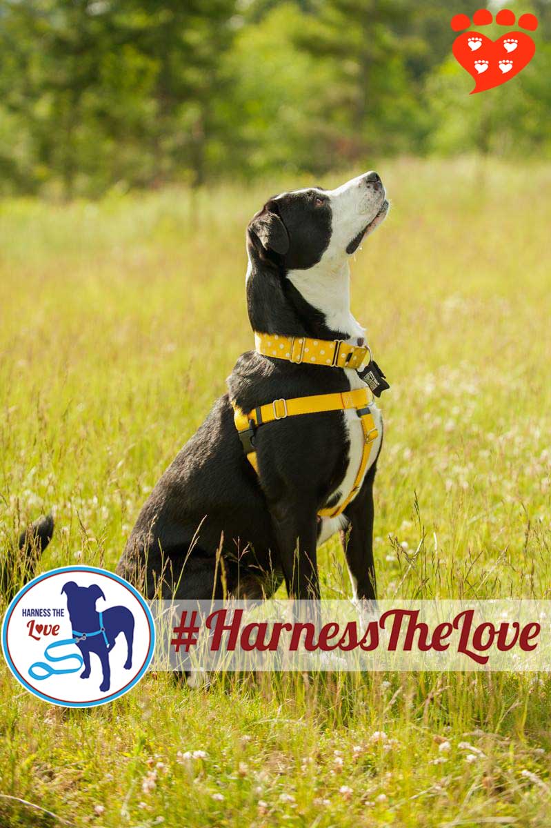 Harnesses are a Great Choice to Walk Your Dog - My Pets