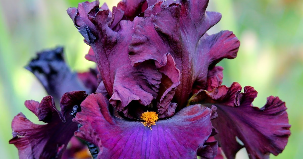 World of Irises "Talking Irises" TALL BEARDED IRISES COMPANION PLANTS