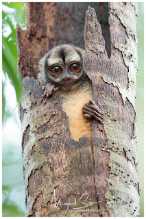 Panamanian Night Monkey (Aotus zonalis)
