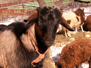 Hillspring Eco-Farm