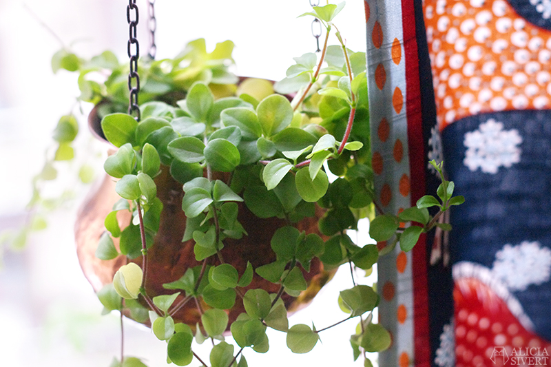 Plants, photo by Alicia Sivertsson.