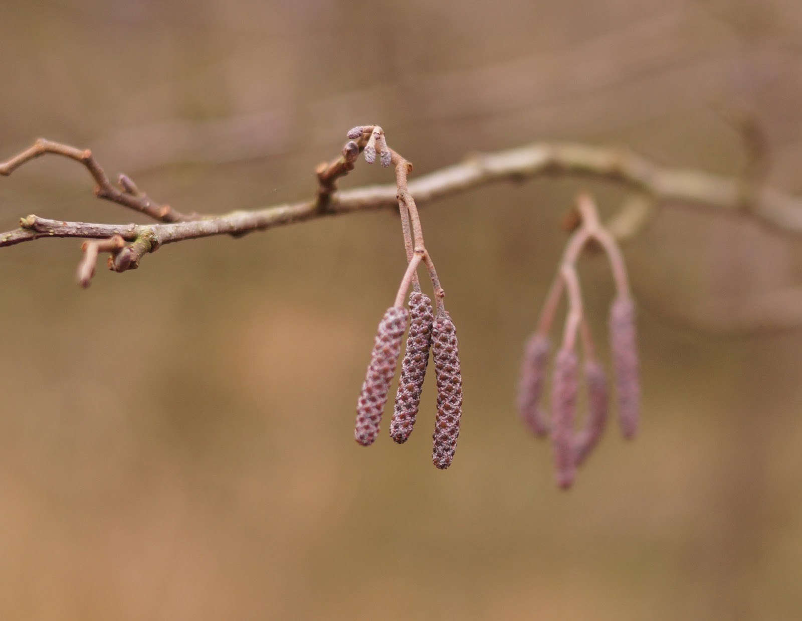Catkins on display Sophie in the Sticks